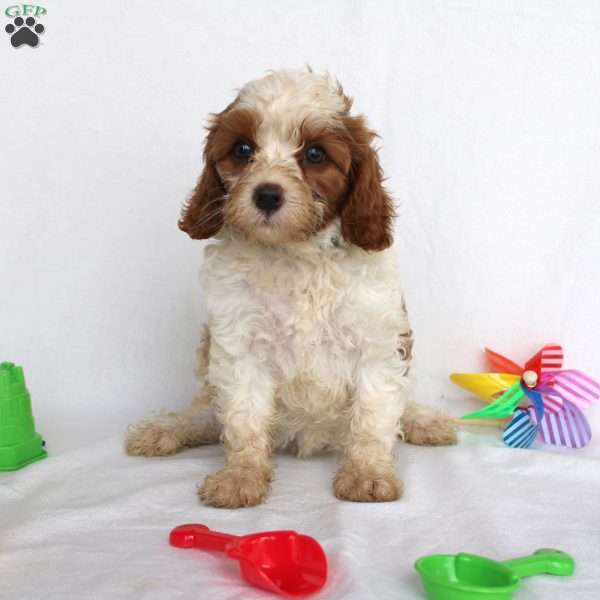 Luke, Cavapoo Puppy